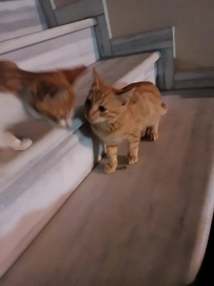 Image uploaded by Steve