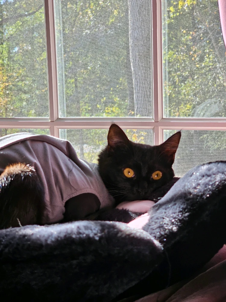 GIF uploaded by Diane