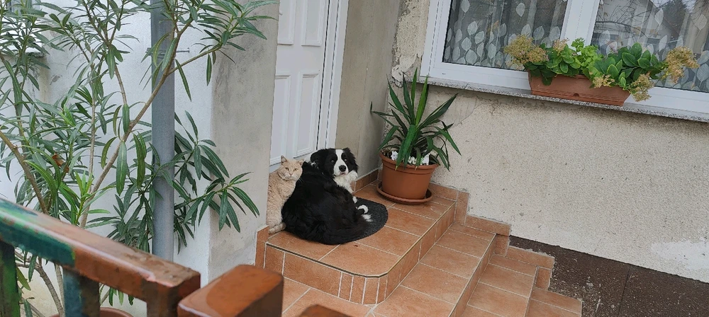 GIF diunggah dening Denis