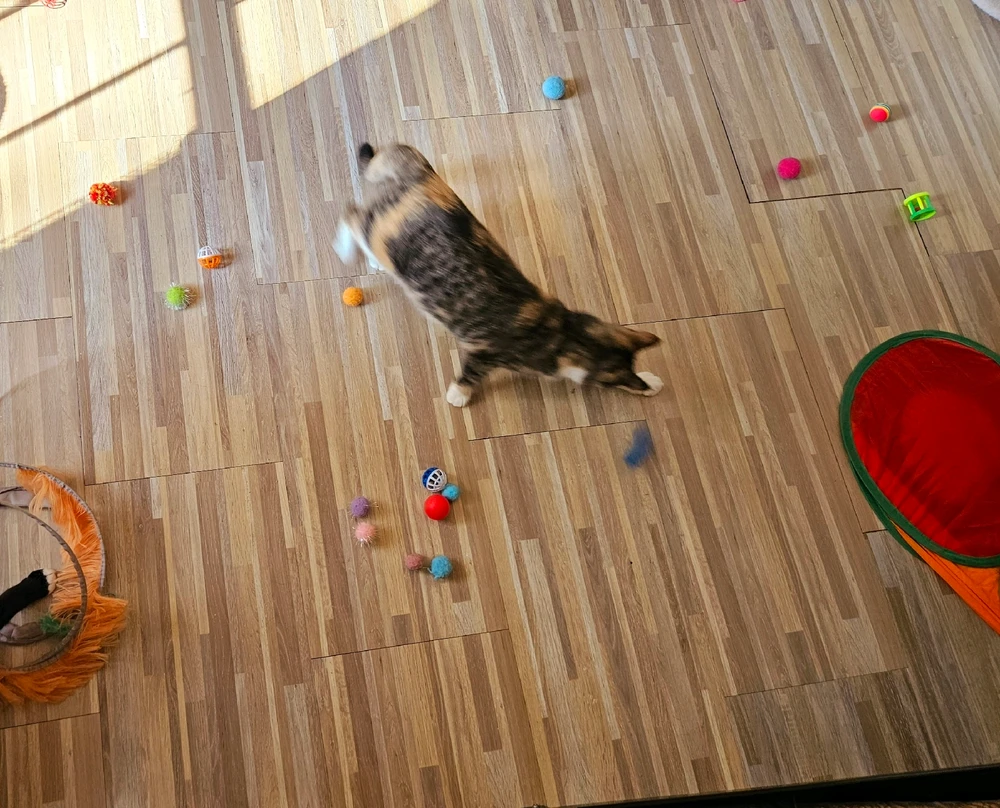 I cleaned the office closet and found out what happened to all the cat toys