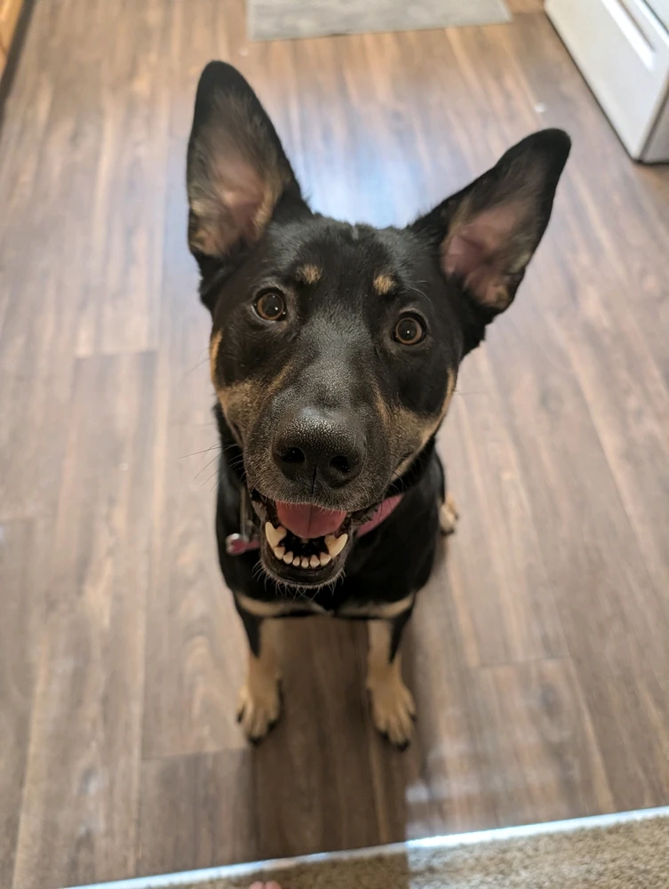 GIF uploaded by 🇺🇲Daniel Fisk Bennett