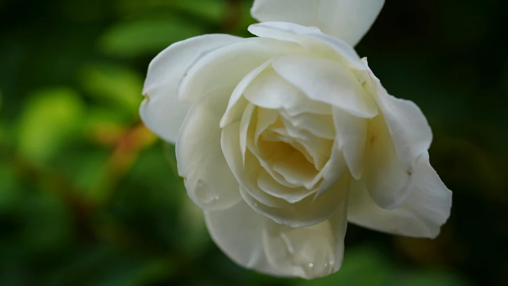 White Rose