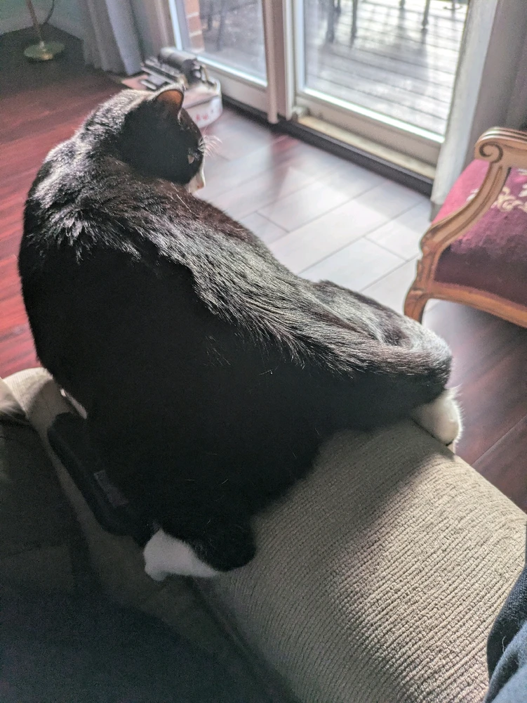 My goofy cat I rescued