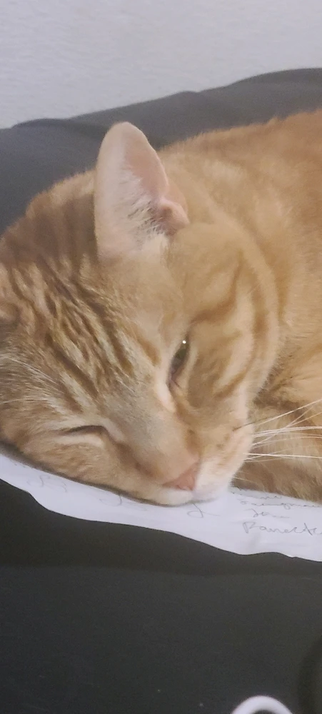 sleeping on my drawing paper