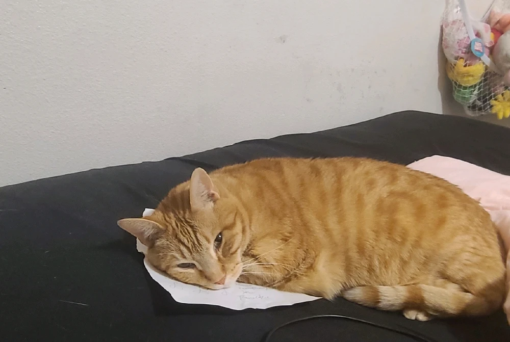 sleeping on my drawing paper