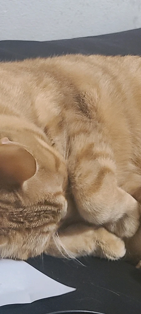 sleeping on my drawing paper