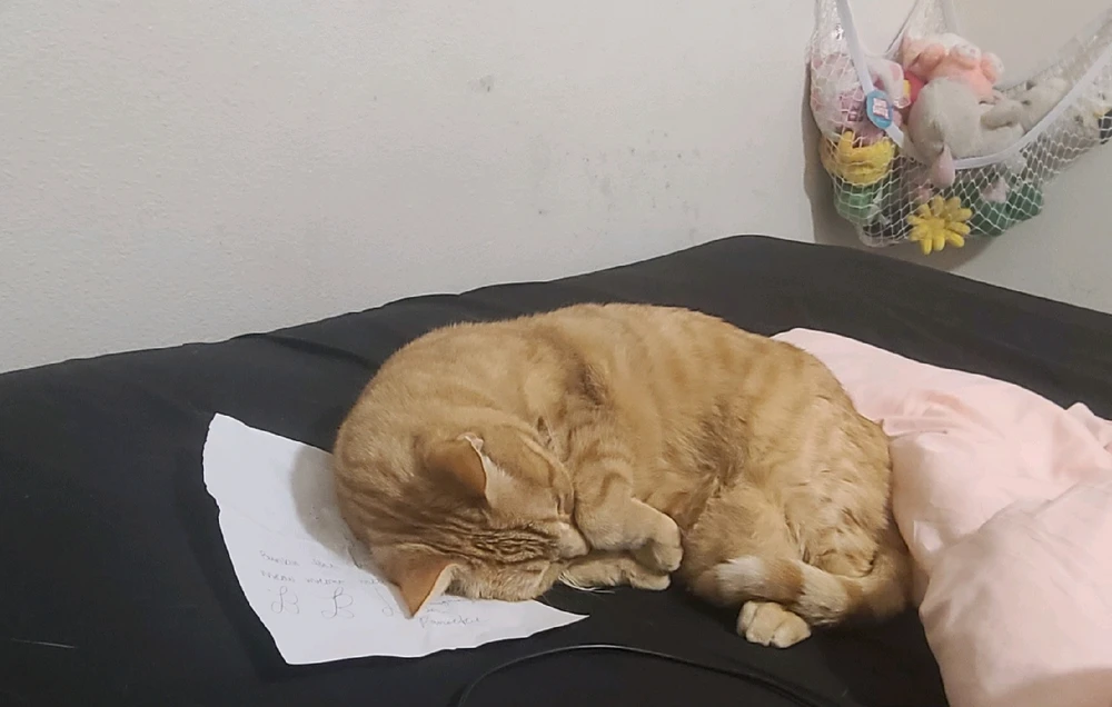sleeping on my drawing paper