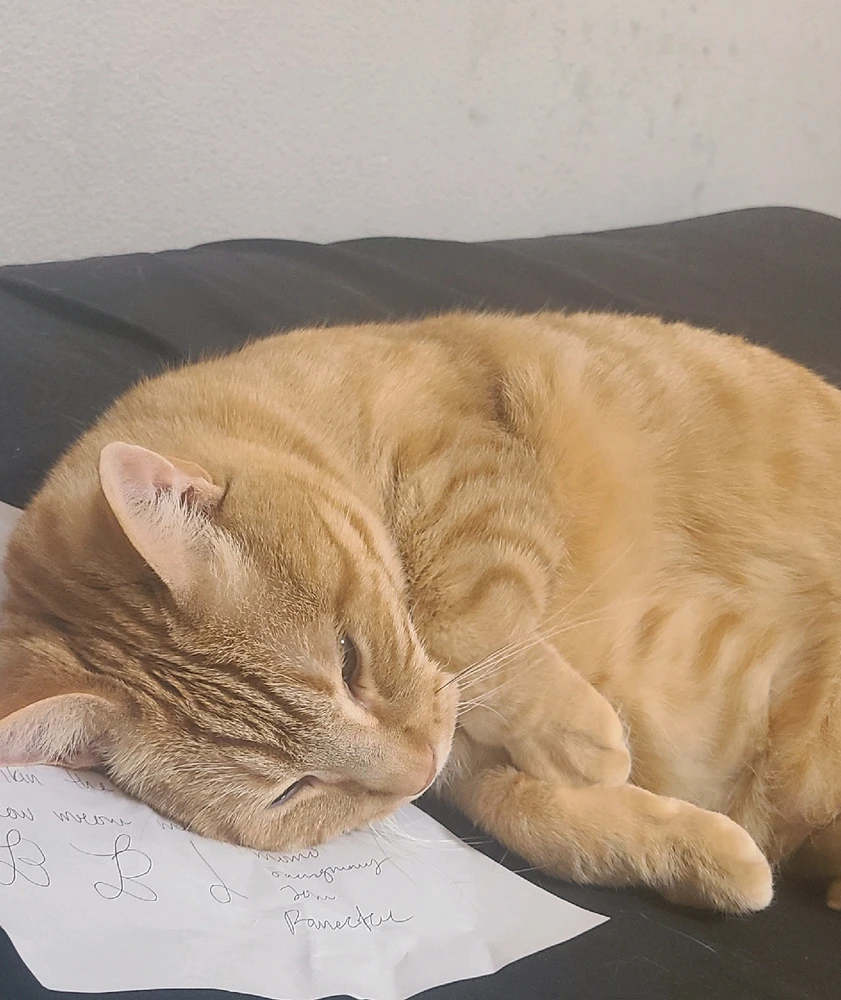 sleeping on my drawing paper