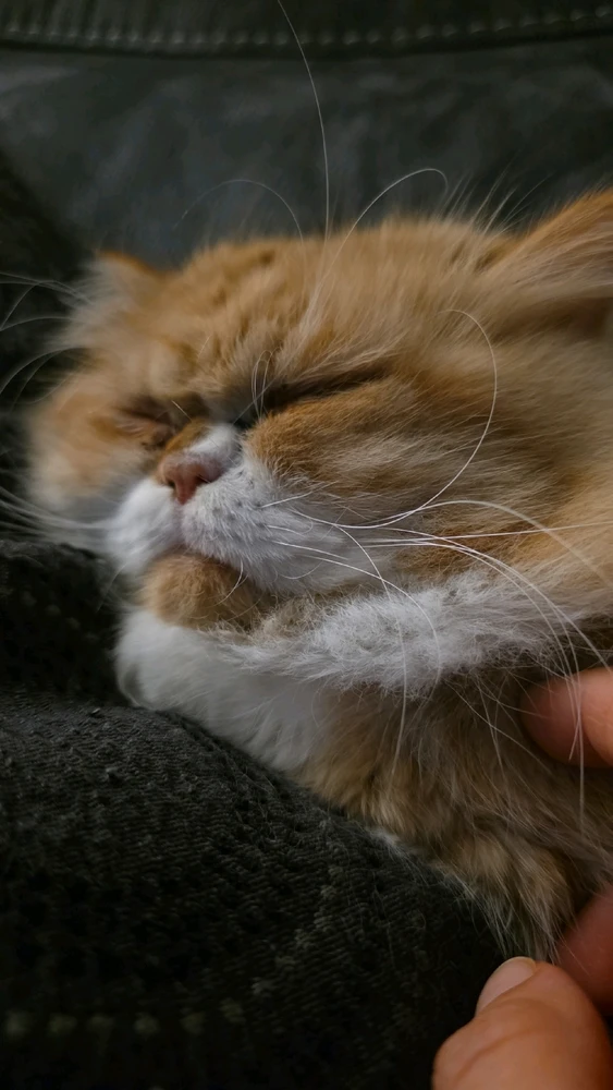 GIF uploaded by Parisa