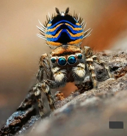 Immagine caricata da CX