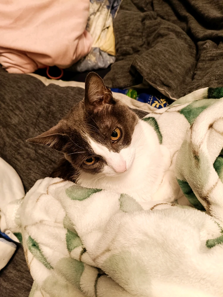 GIF hochgeladen von Balu
