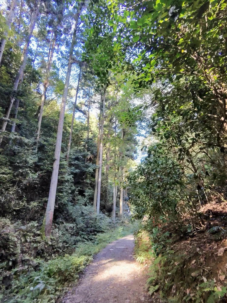 First solo trip to Japan