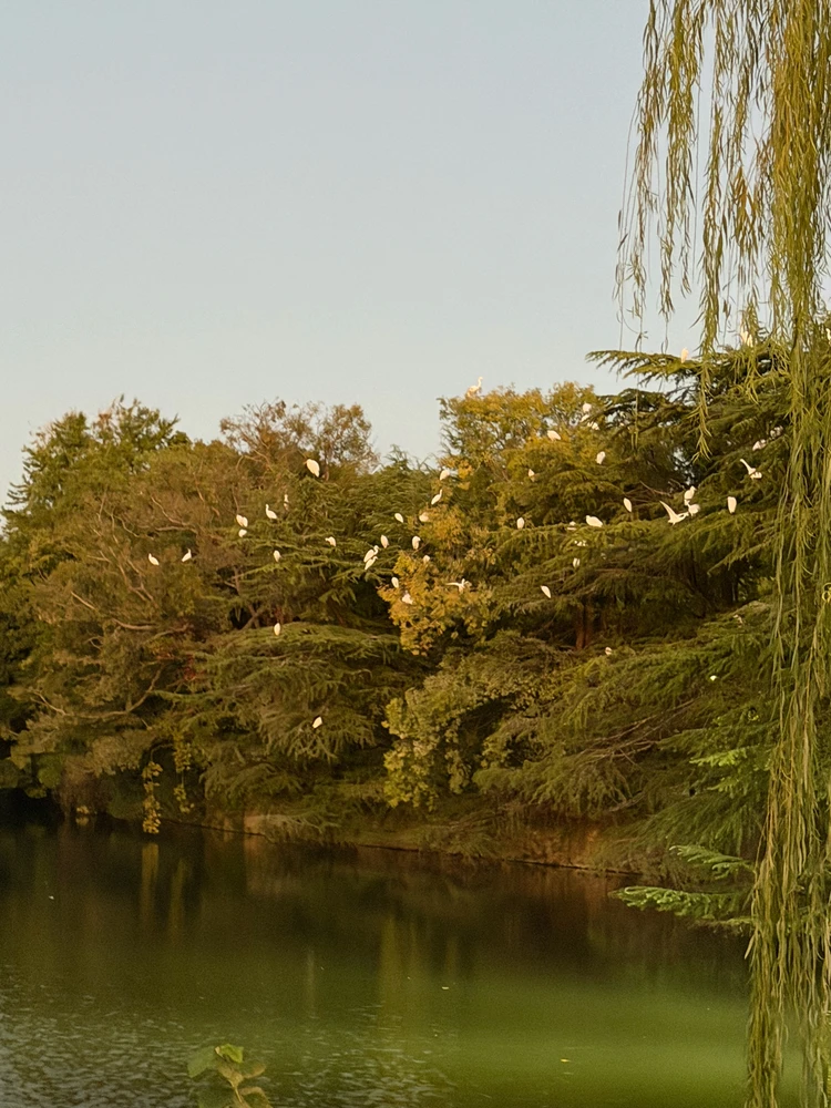 First solo trip to Japan