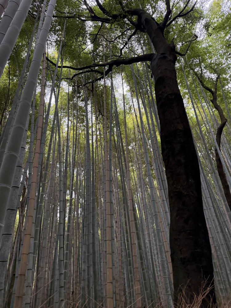 First solo trip to Japan