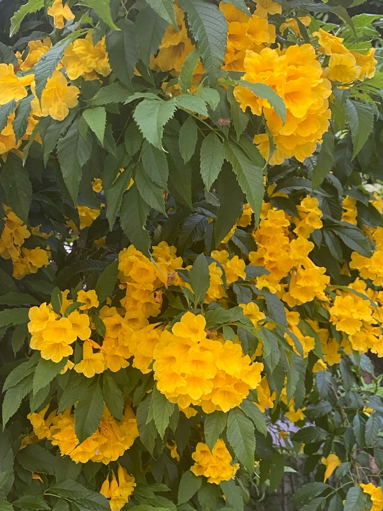 🌼cute and beautiful🌼