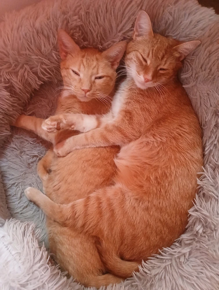 Brothers from another mother