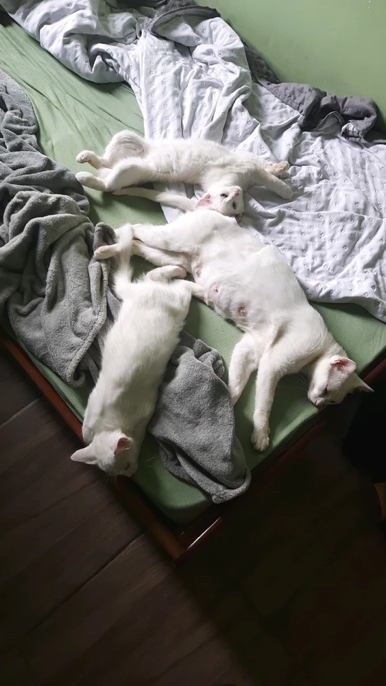 Soninho gostoso 😴