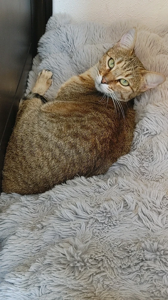 GIF uploaded by ❤ Sophia aka Mango Mami ❤️