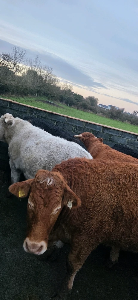 GIF uploaded by Ruski