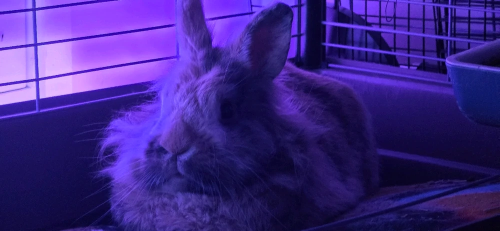 Image uploaded by Ruski