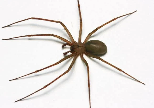 Brown Recluse Spider.