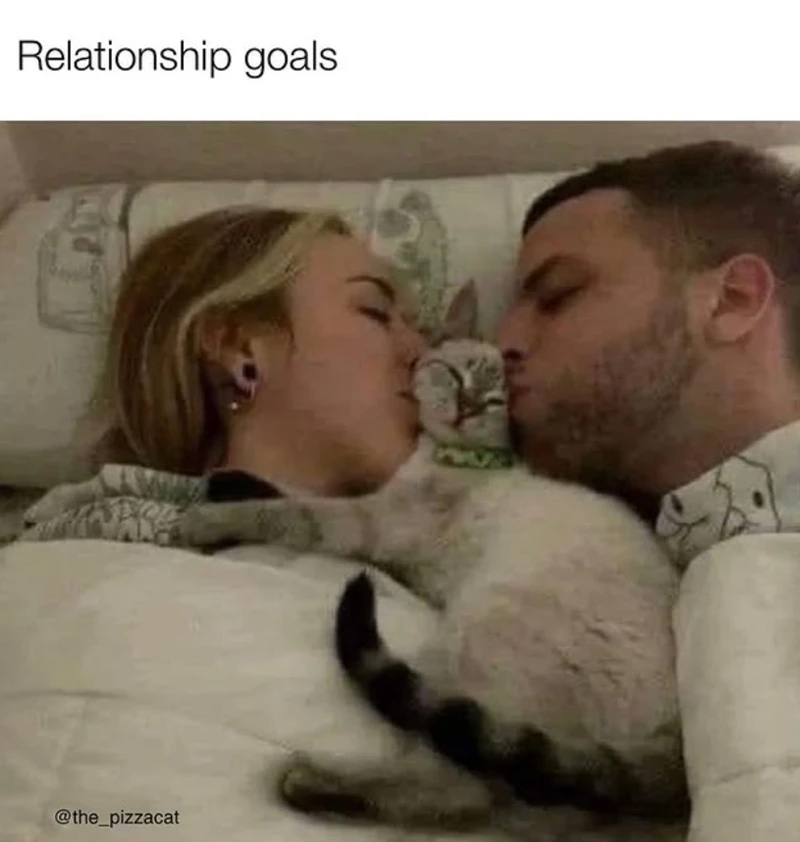 The cat looks a bit annoyed though π