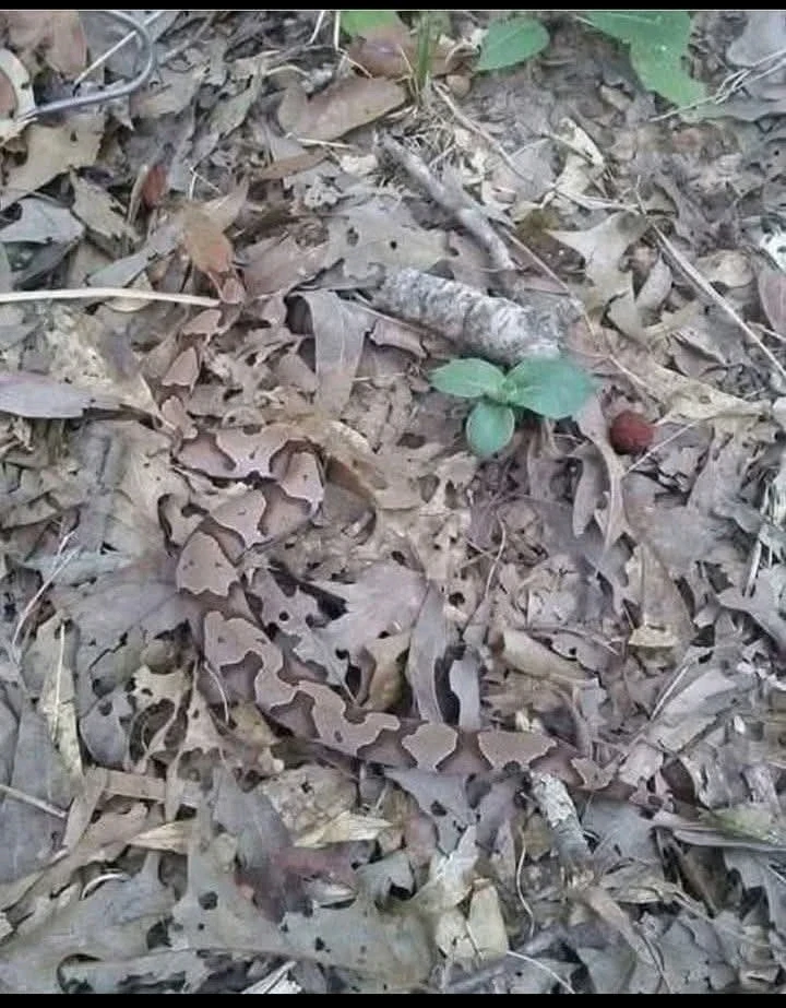 GIF ajouté par Rick