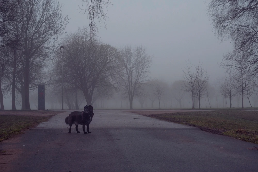 Пробный пост