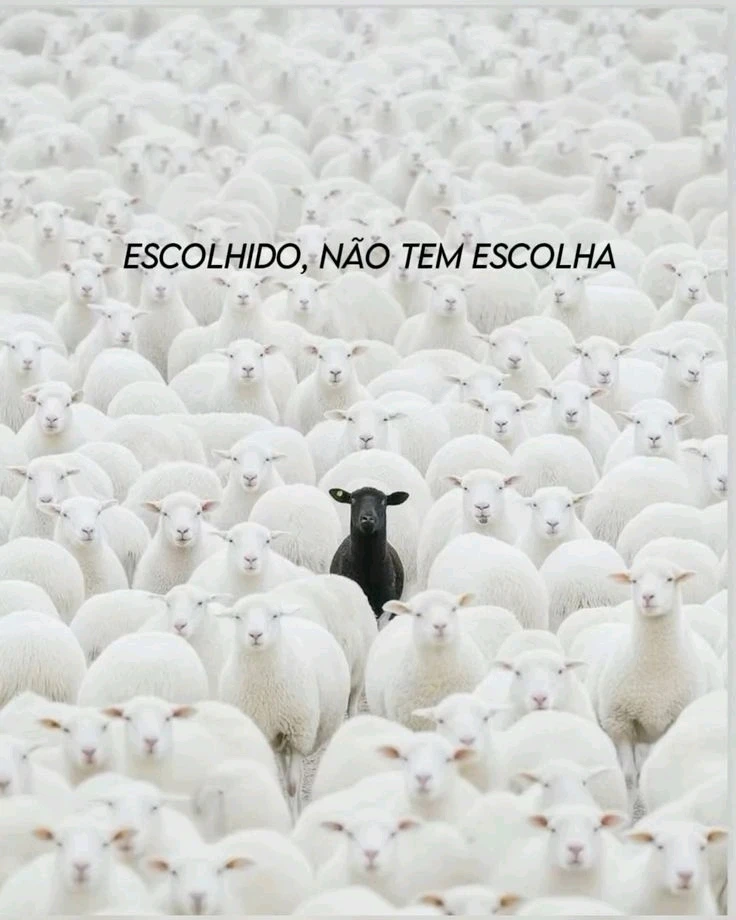 Acaso? Destino?Uma força maior?