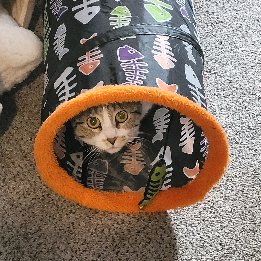 GIF uploaded by Phoenix