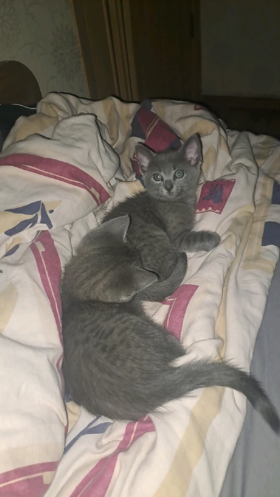 GIF uploaded by Mantas