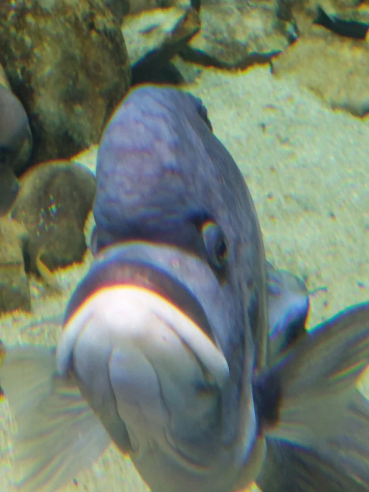 Why do fish always make a funny face 😂