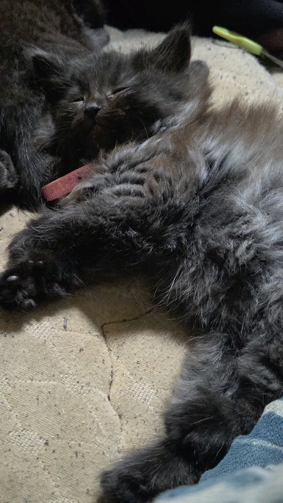 One of the kittens for my Animal Rescue