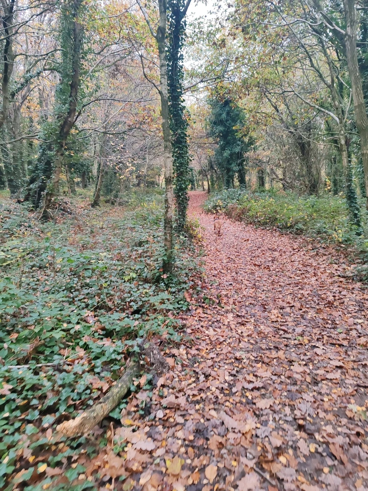 Image uploaded by Shannon