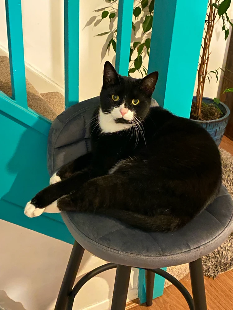 The Meow, lets me share his house, brings other cats to visit me as an exhibit.