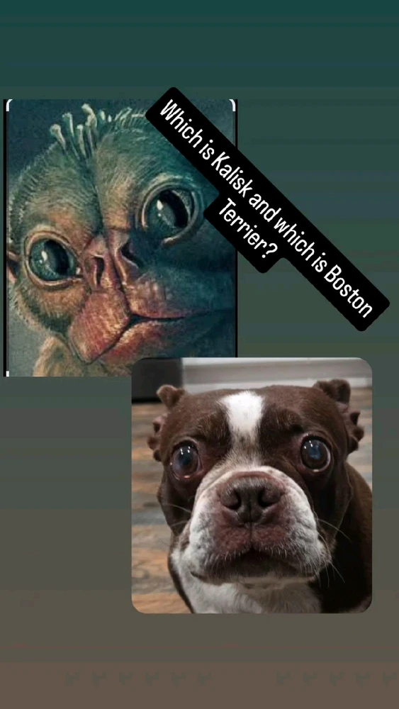 Went to go see Predator Badlands