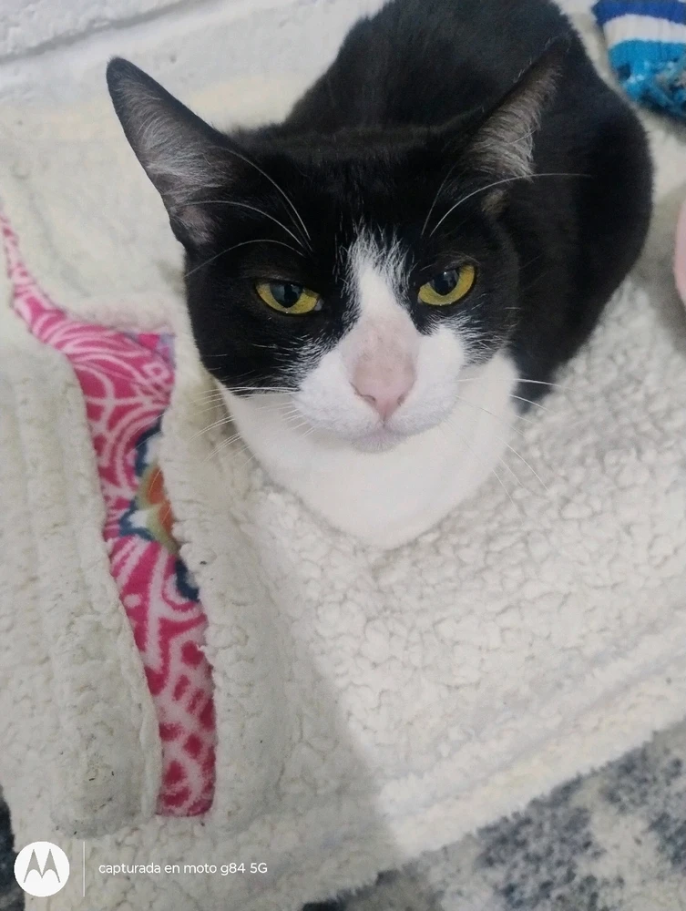 Cómo quiero a mi gato es lo máximo