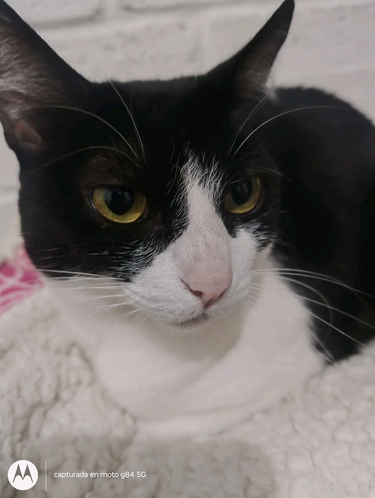 Cómo quiero a mi gato es lo máximo