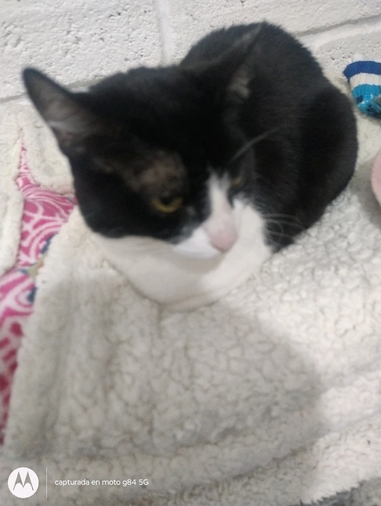 Cómo quiero a mi gato es lo máximo