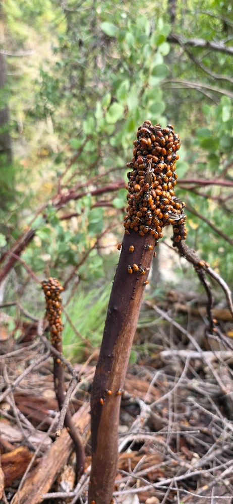 Image uploaded by Someone