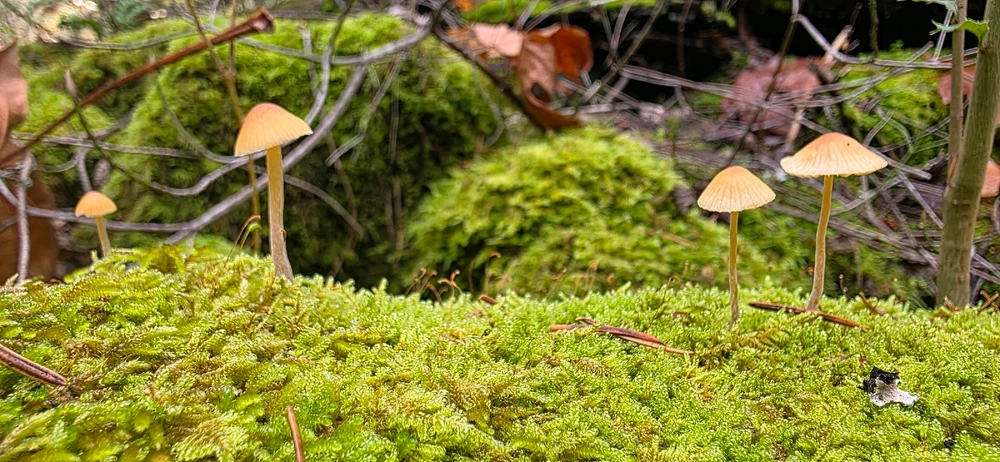 Image uploaded by Someone