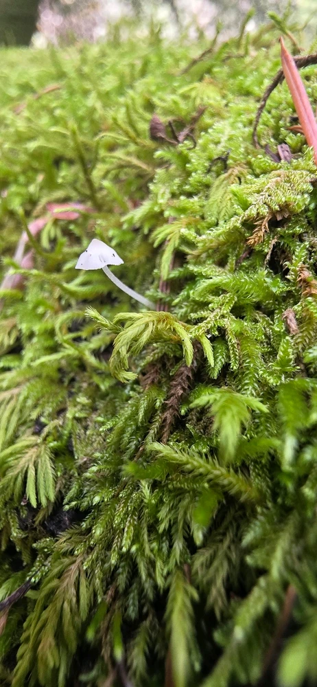 Image uploaded by Someone