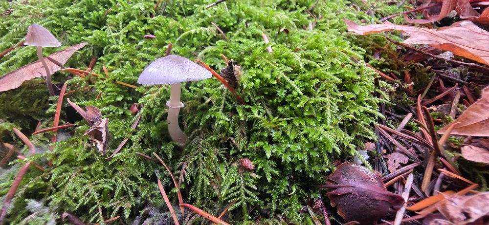 Image uploaded by Someone