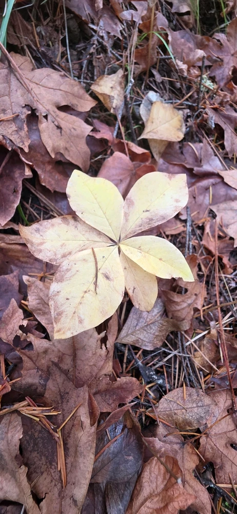 Image uploaded by Someone