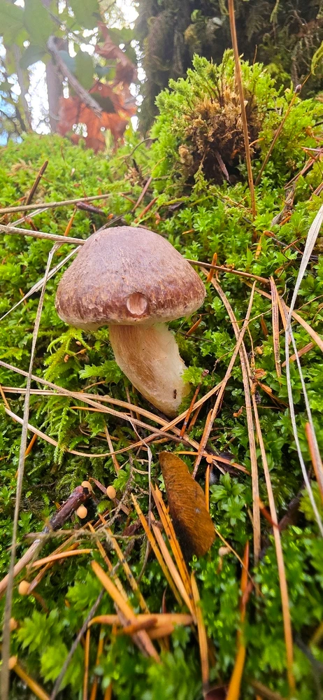 Image uploaded by Someone