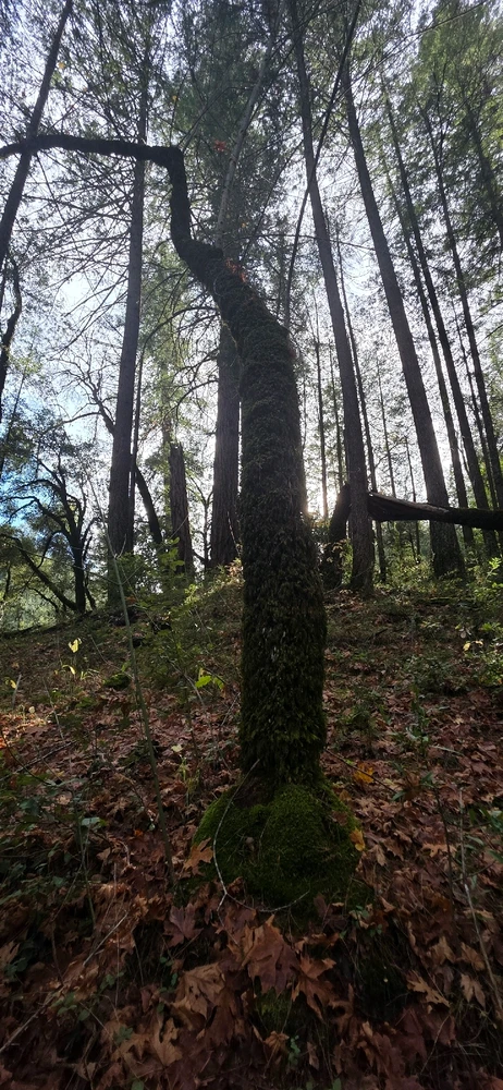 Image uploaded by Someone