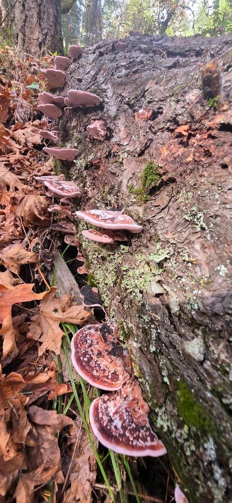 Image uploaded by Someone