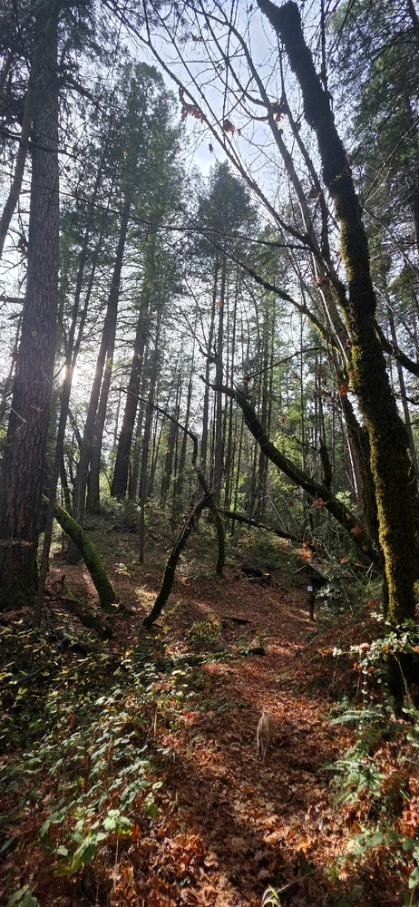 Image uploaded by Someone