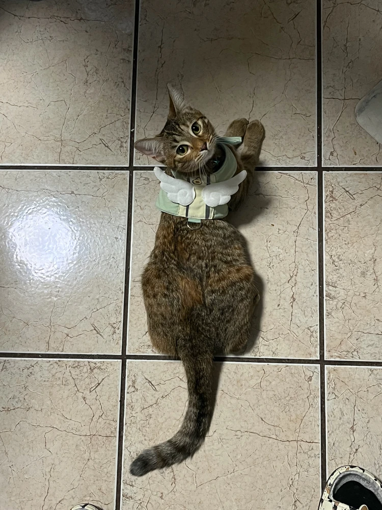 GIF uploaded by Riko