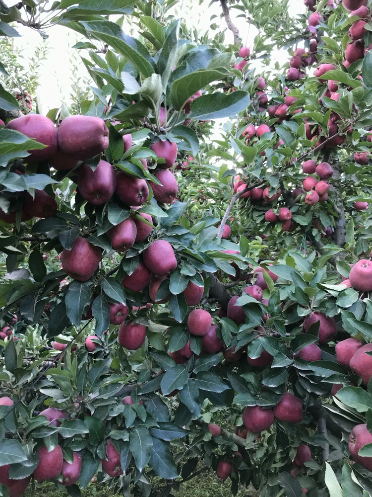 GIF загрузил Faruk